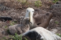 081 Waved albatross 18